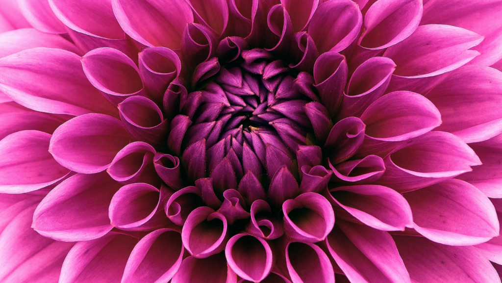 Michigan dahlia grower flower image