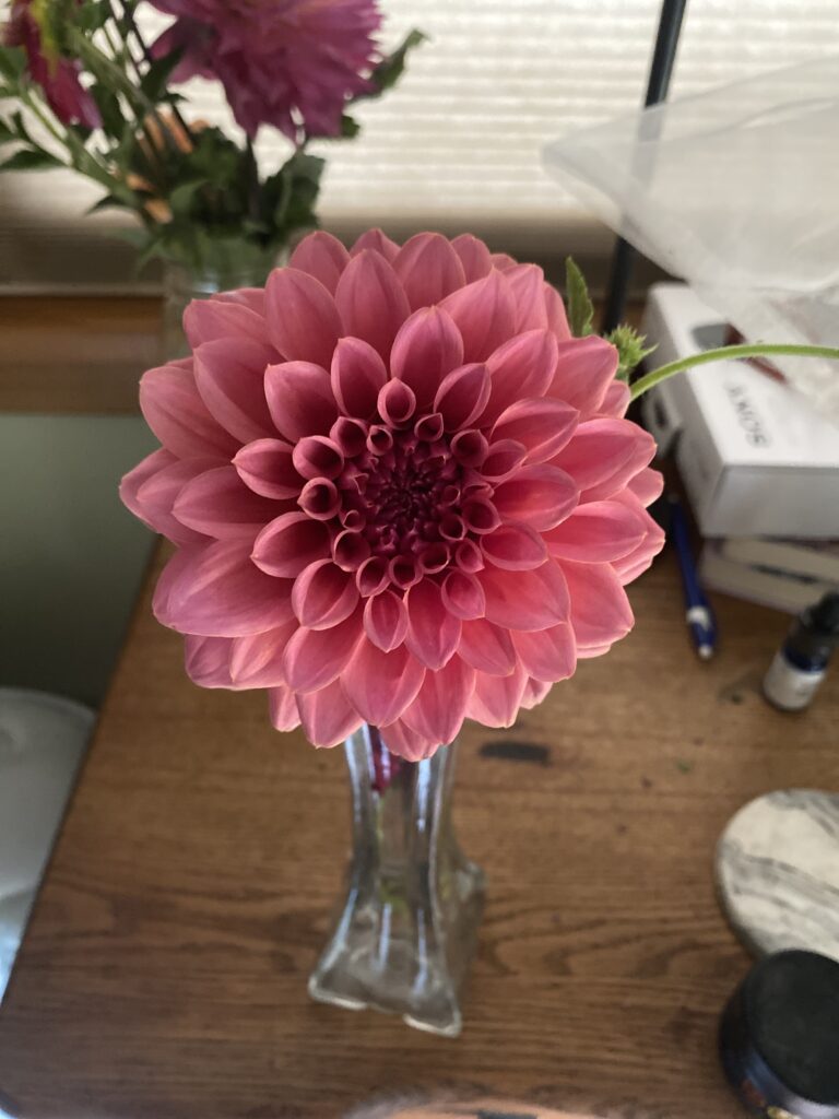 Dahlia flower